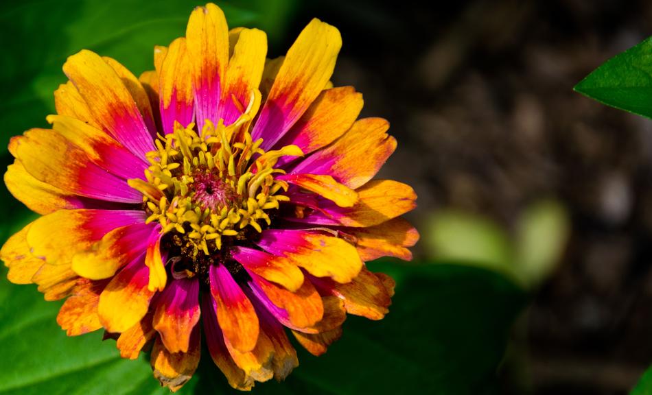 Flower Plant Nature