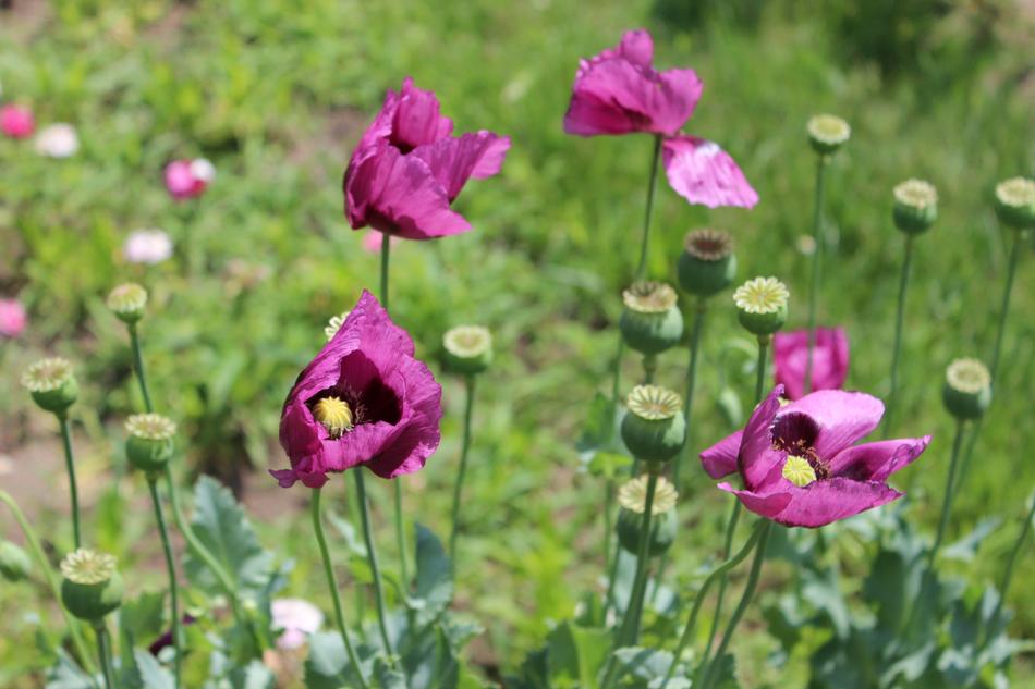 pink poppy field green