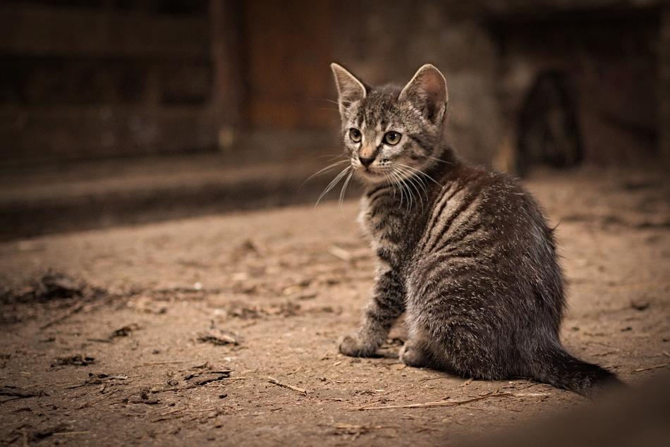 Nature Animal Cute