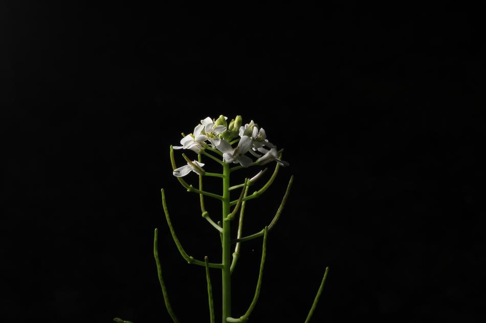 flower on a black background