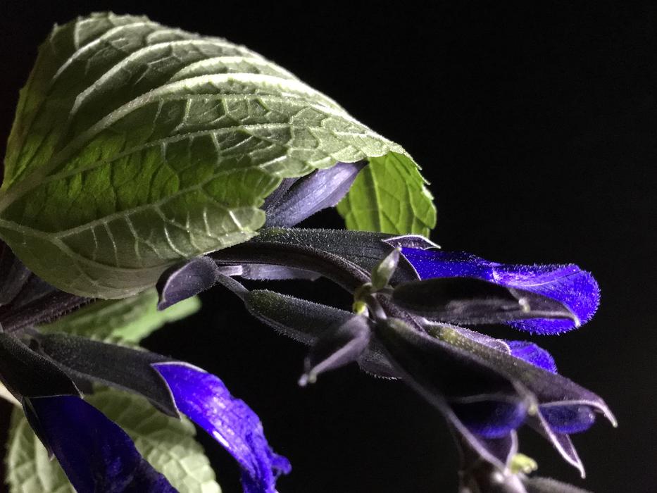 Blue Flower Light