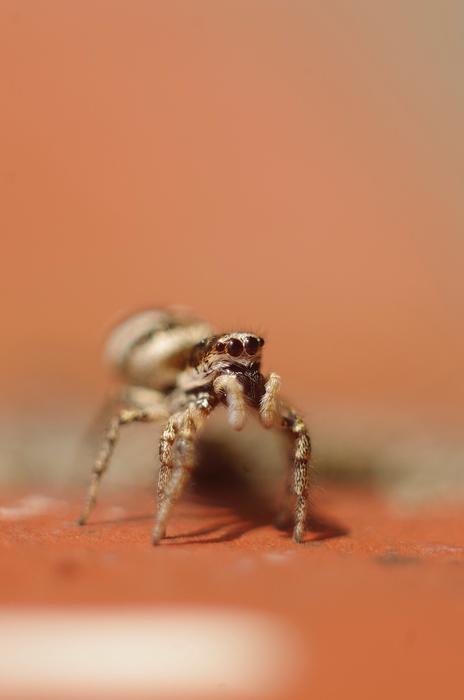 Nature Insect Animal World