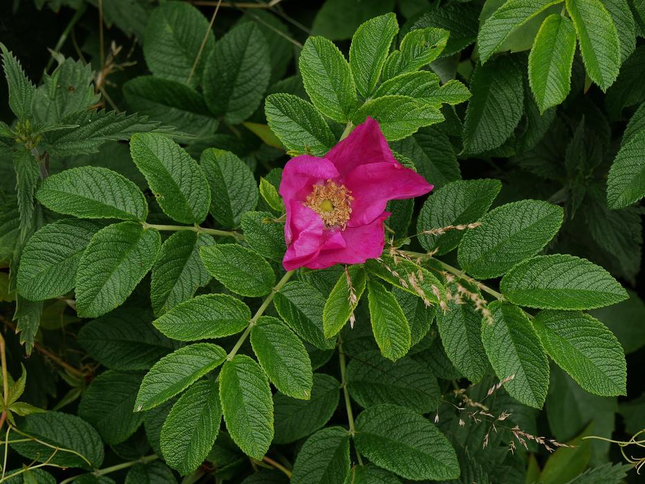 Borkum Rose Wild