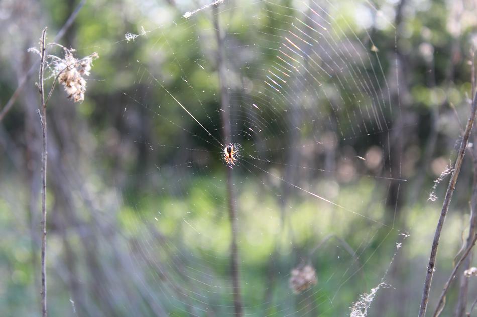 Nature macro blur garden