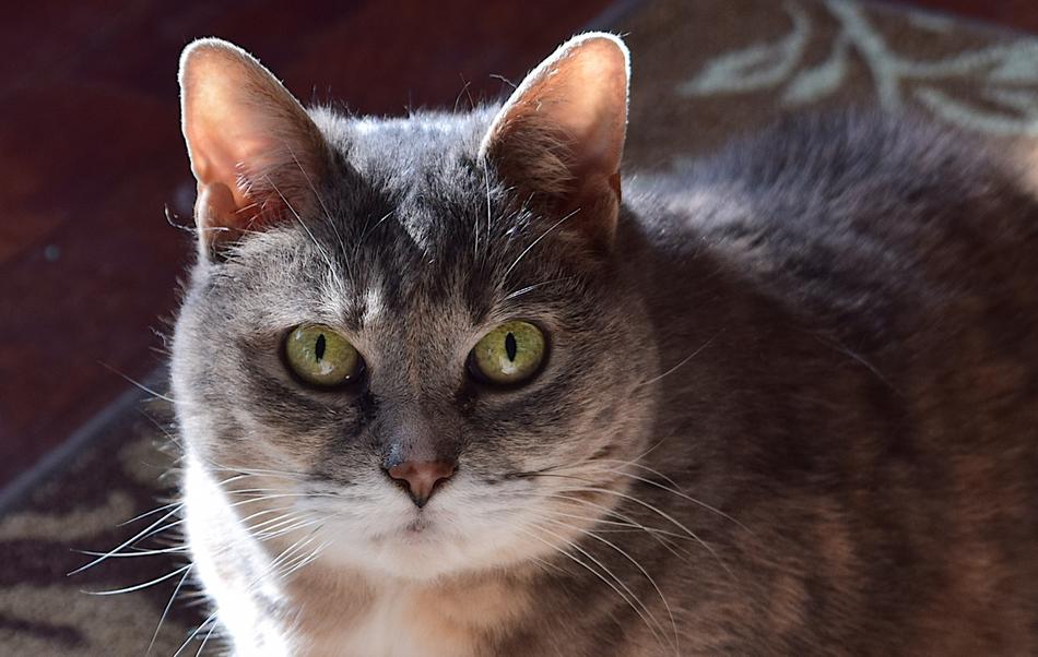 fat grey Cat, indoor Portrait