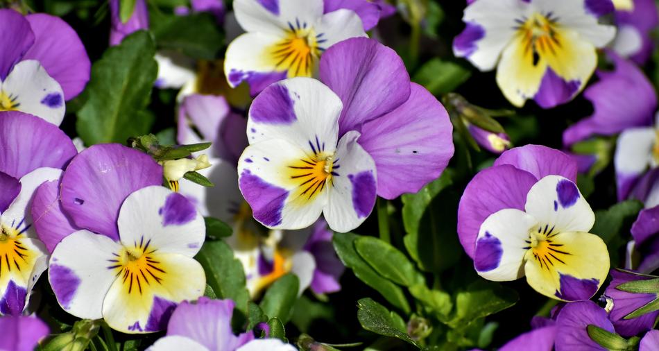 Pansy Flower Spring Close