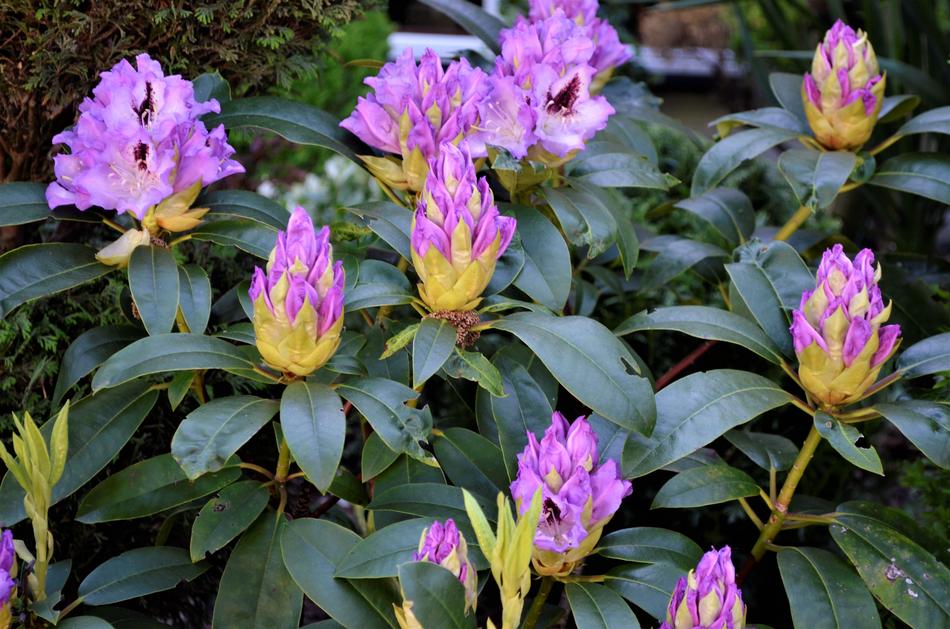Nature Plant Garden