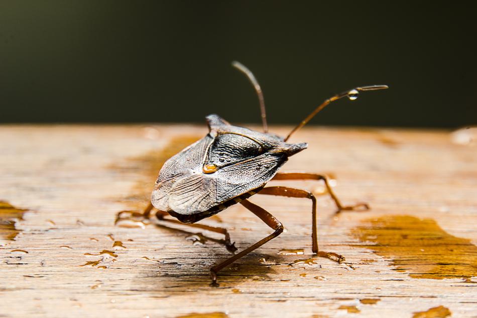 Macro Stink Bug
