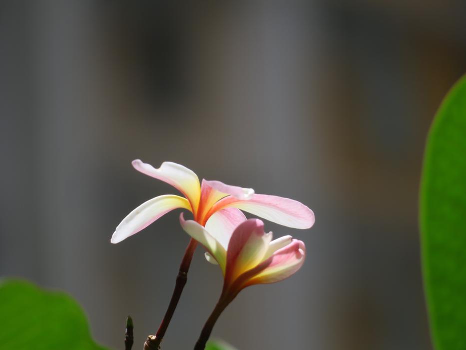 Flower Nature Plant
