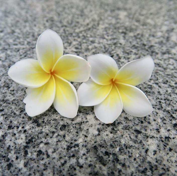 Flower Nature Plant