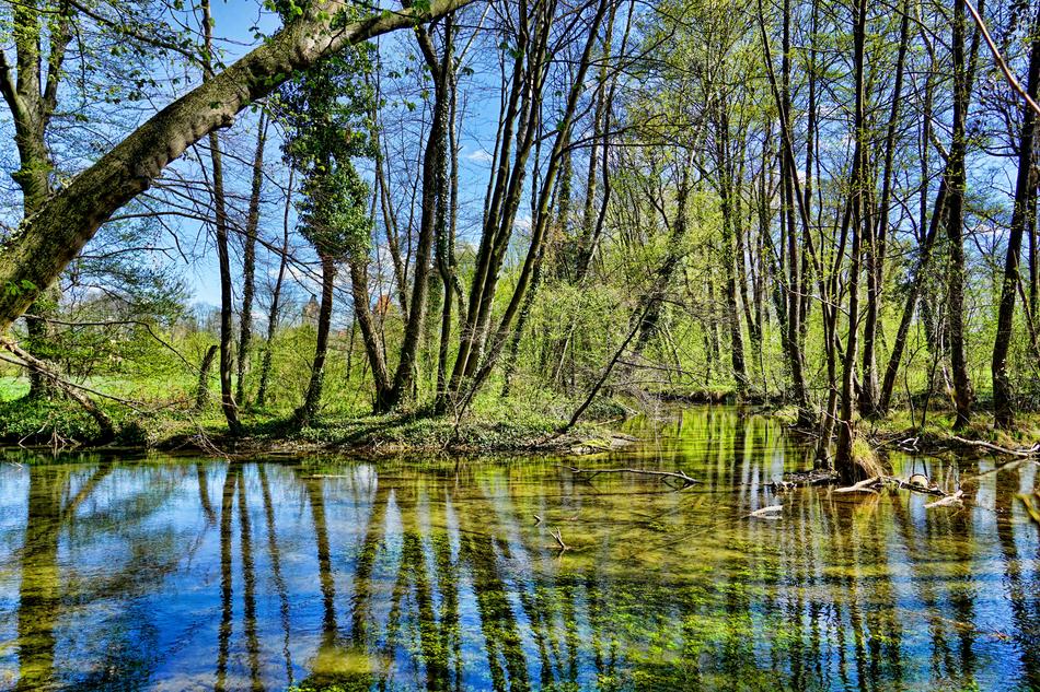 Nature Waters Wood