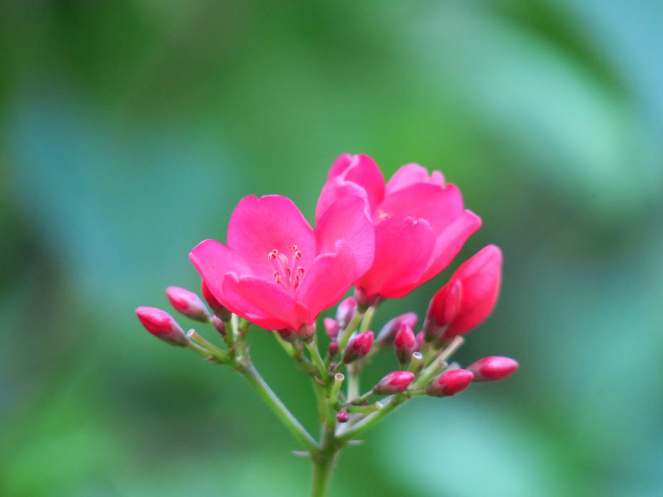 Flower Nature Plant