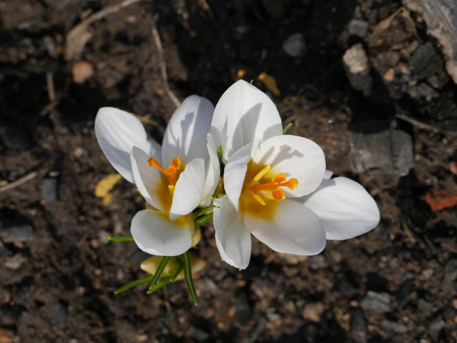 Live Nature Plants