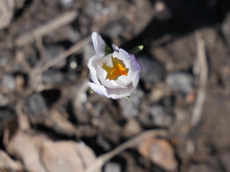 Nature Flower Flora