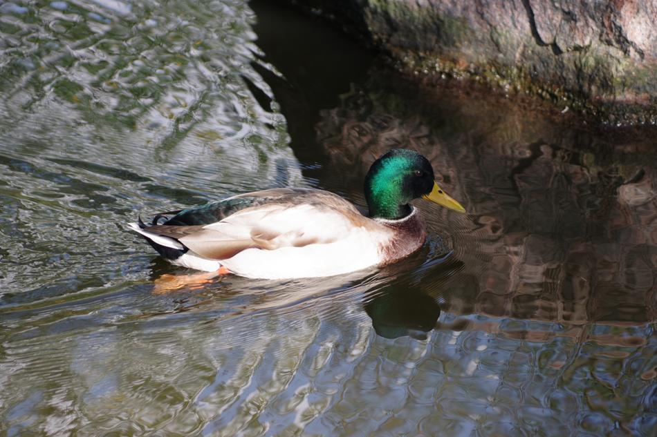 The Birds Duck Water Bodies