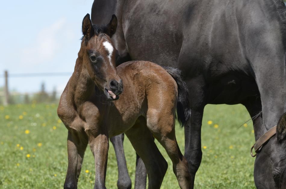 Thoroughbred Arabian Main macro