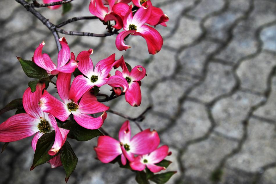 Flower Nature Plant