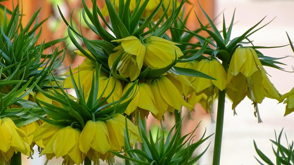 there are many yellow flower buds