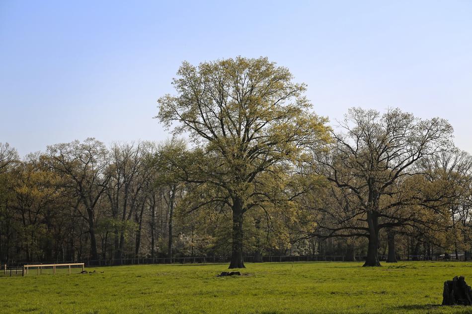 Tree Nature Landscape