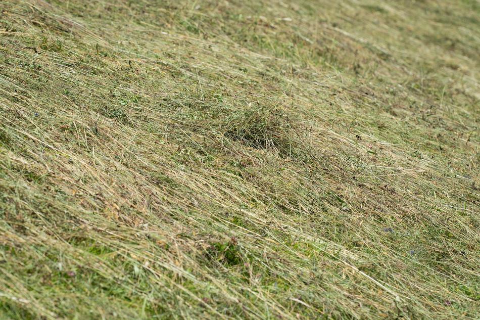 Hay Agricultural Land Turns Into
