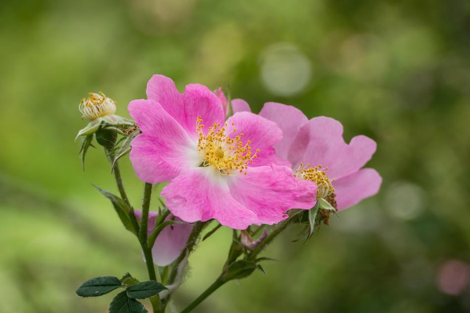 Flower Rose Wild