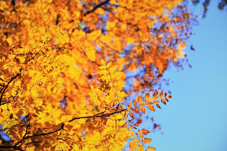 Autumn Leaf Season