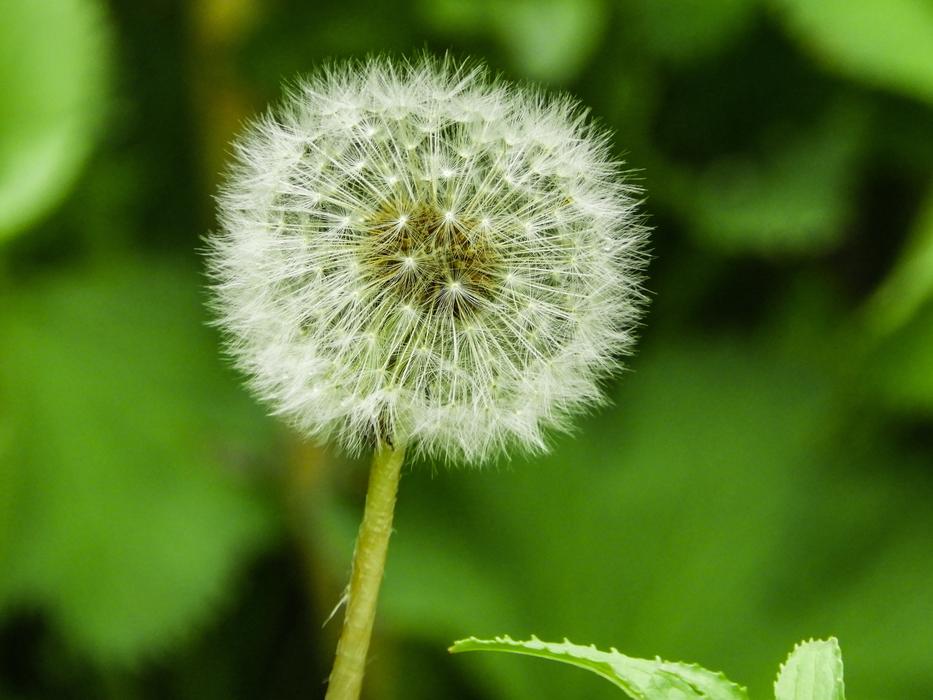 Beautiful Nature Spring