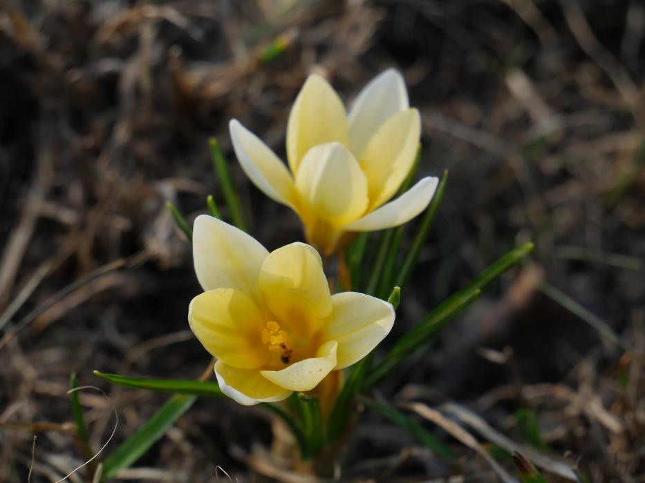 Nature The Buds Yellow Flowers