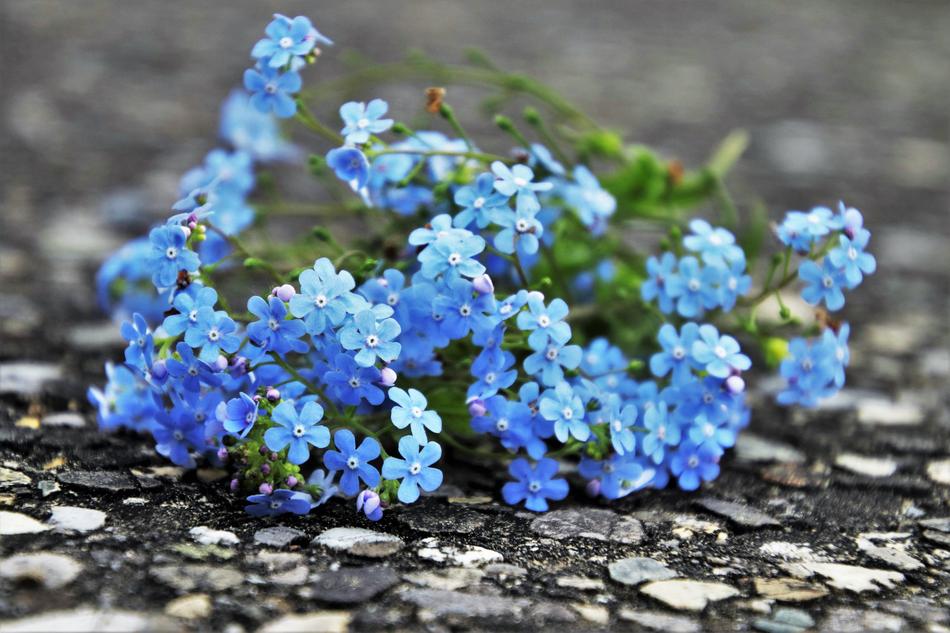 Forget About Me Flower