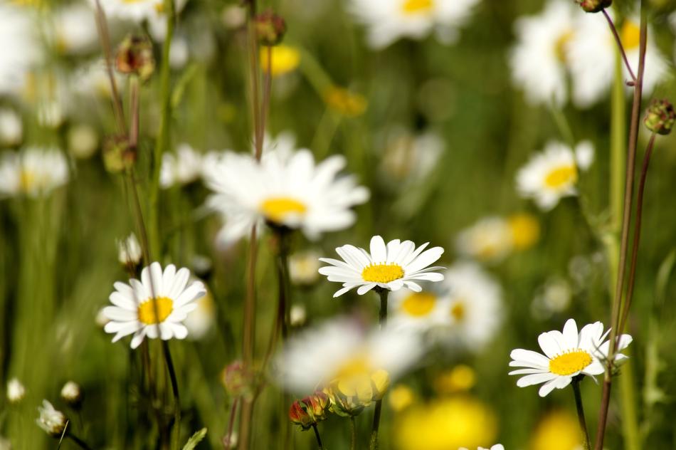 Daisy Flower Plant