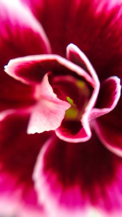 Flower Macro Pink