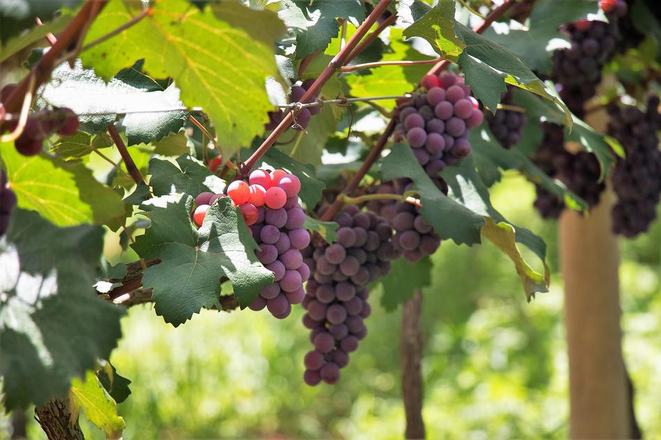 Fruit Nature Cacho