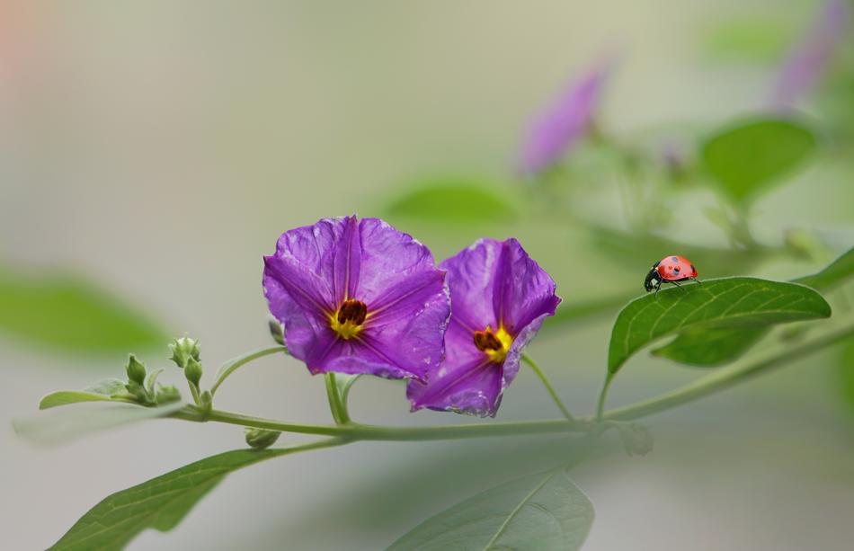 Flowers Ladybugs Nature