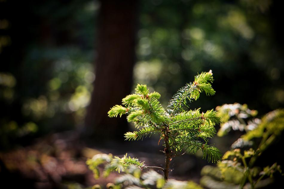 Forest Nature