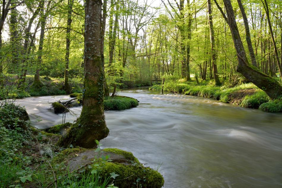 River Trees Nature