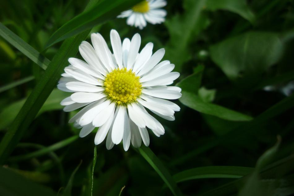 Nature Plant Flower