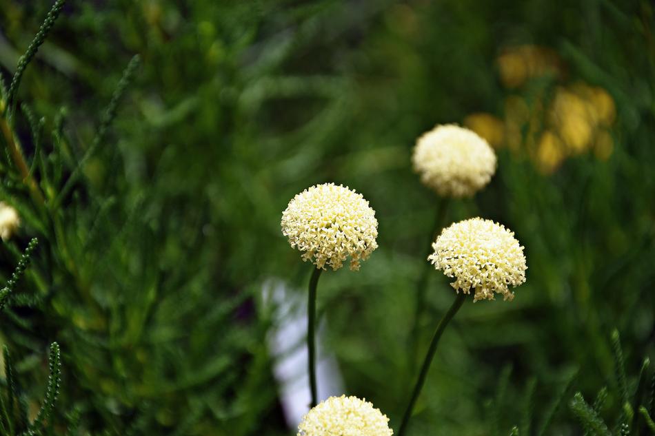 Flower Yellow Bokeh