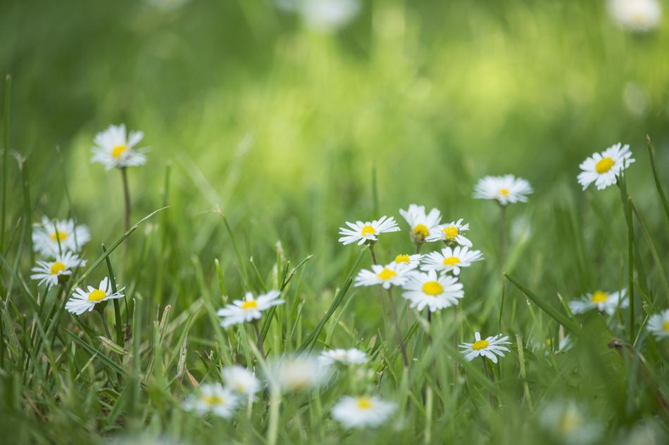 Daisies Field Meadow
