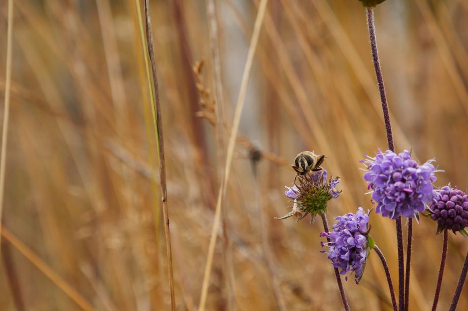 Bee Blossom Bloom
