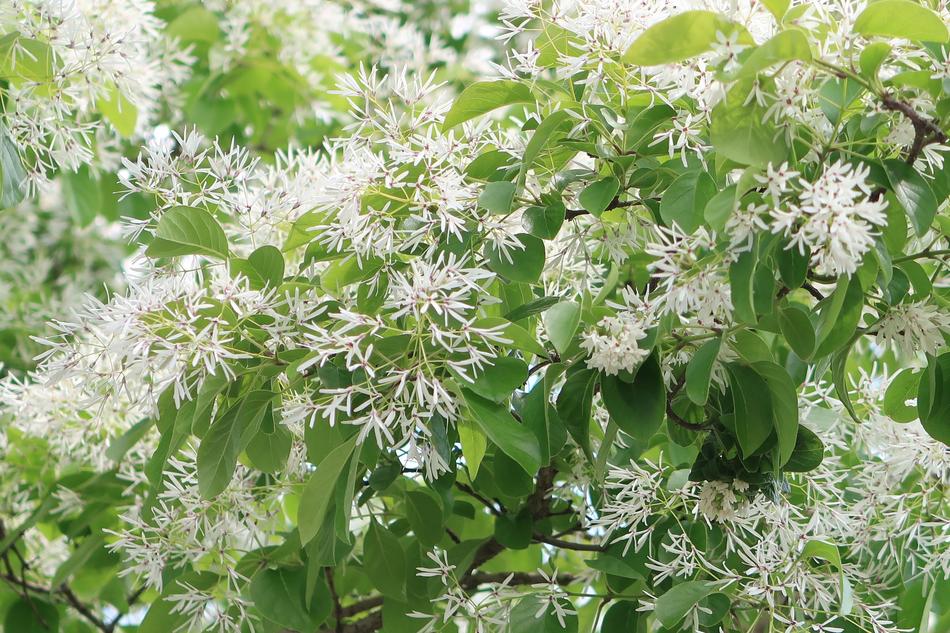there are a lot of white flowers on the branches