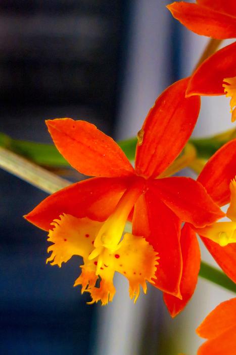 Flower Plant Nature