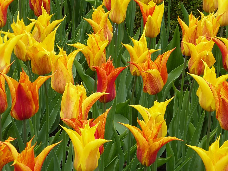 Tulip Flower Yellow