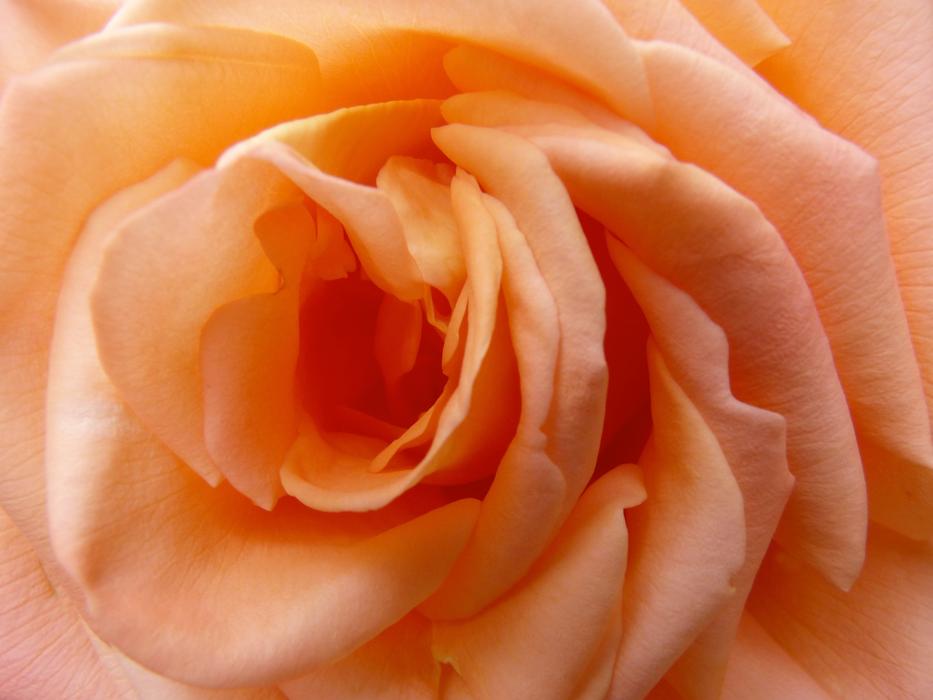 Rosa Flower Petal