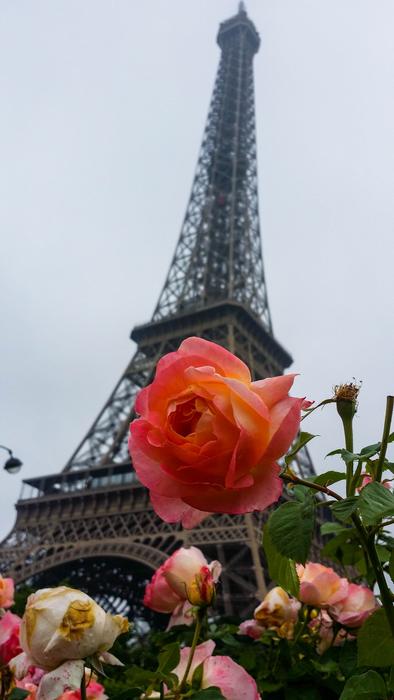 Paris Tower Eiffel