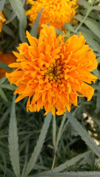 Flora Flower Nature