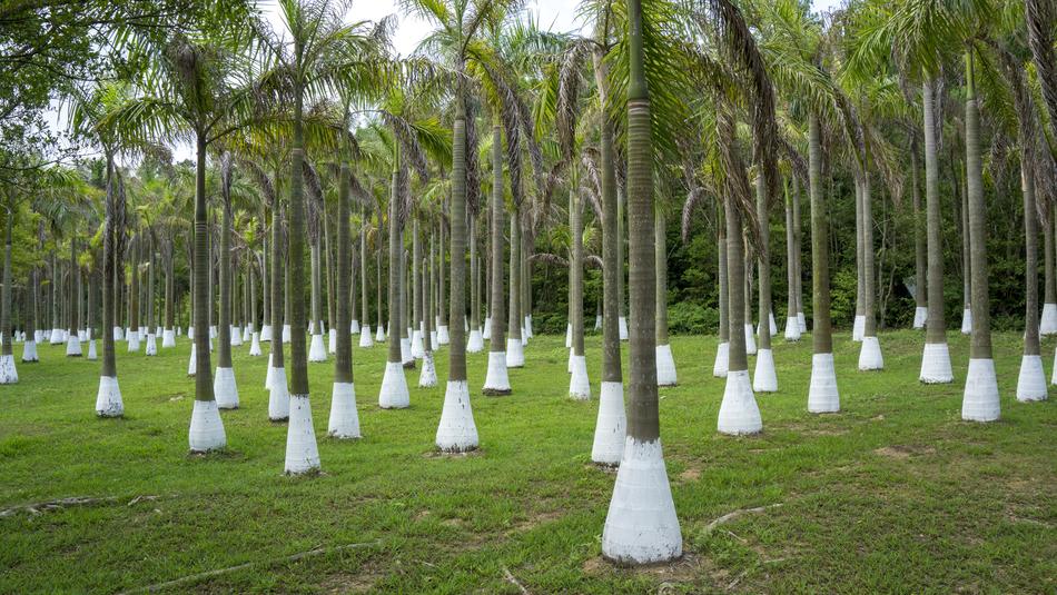 trees pillars are white