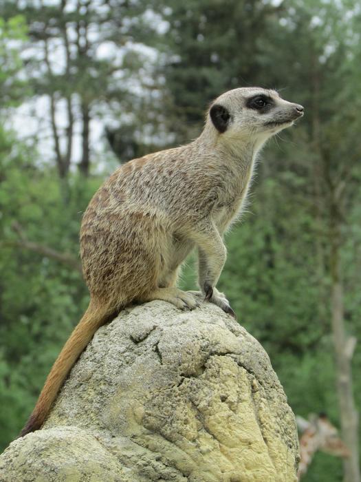 Nature Animal World