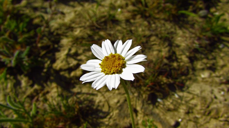 white beautiful one flower