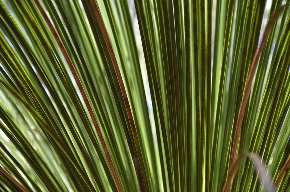 Leaf Plant Any Person Not