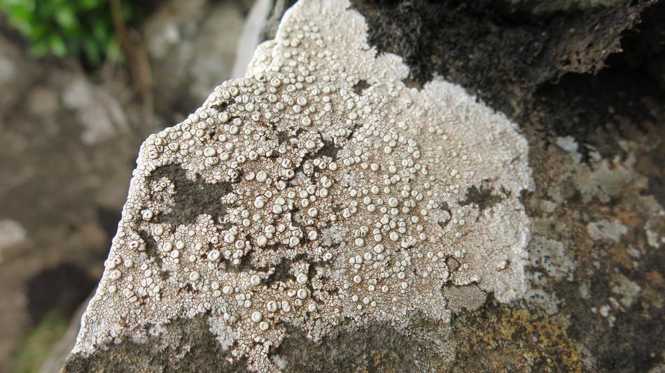 Texture Mushroom Rock